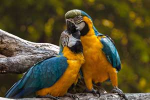 2 parrots staying very close to each other lovingly