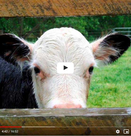 A head of a cow with a video sign