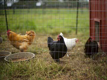 4 hens in a cage