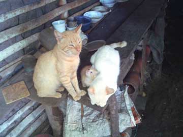 3 gatos sobre la mesa de la cocina