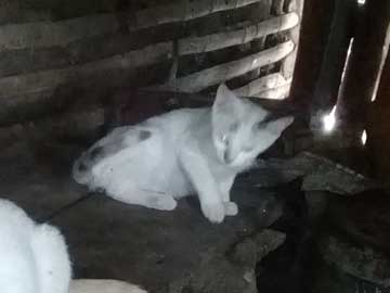 Un gato blanco sobre la mesa de la cocina