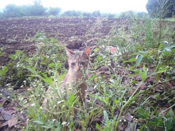 Un gato gris en el sembradío