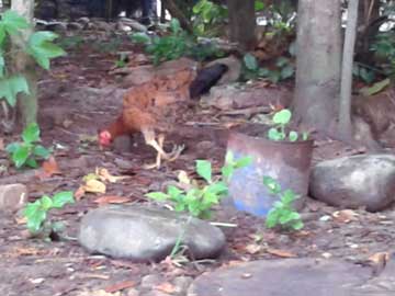 Una gallina cojita parade en una sola pata