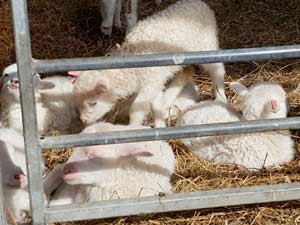 Some lambs inside a cage