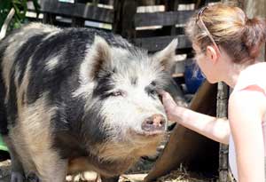 Una mujer siendo amable con un cerdo